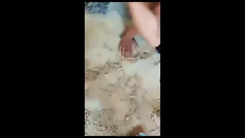 Bihari couple quick sex on floor friend recording 