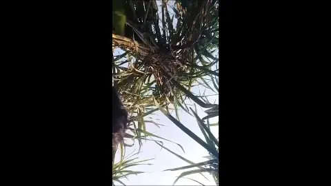 Desi village girl hardcore fucking with lover outdoor in fields