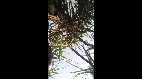 Desi village girl hardcore fucking with lover outdoor in fields