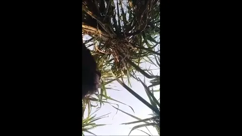 Desi village girl hardcore fucking with lover outdoor in fields