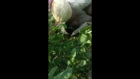 Village old man fucking desi farm aunty hardcore khet mein chudai