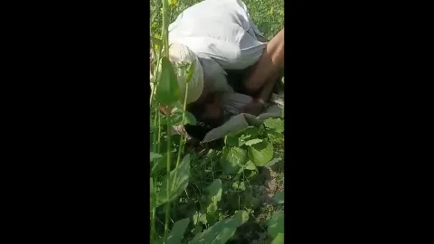 Village old man fucking desi farm aunty hardcore khet mein chudai