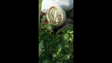 Village old man fucking desi farm aunty hardcore khet mein chudai