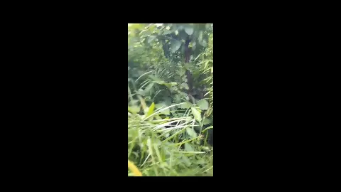 Chubby tamil girl outdoor full naked sex with lover 