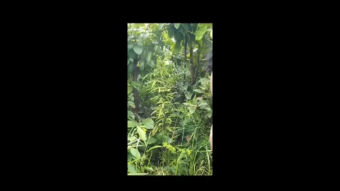 Chubby tamil girl outdoor full naked sex with lover 